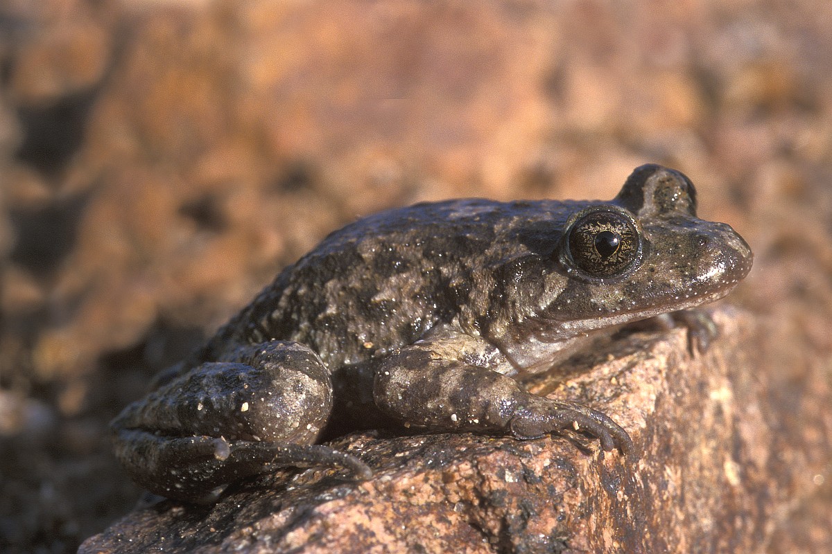 Discoglossus sardus, Tyrrhenian Painted Frog